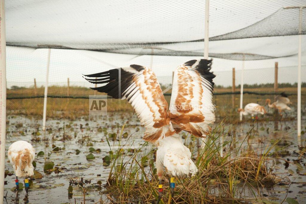 Sara Zimorski FILE - This photo provided by the Louisiana Department of Wildlife and Fisheries shows a few young endangered whooping cranes are in southwest Louisiana, being prepared to join 69 adults in the wild. The sentence given Thursday, July 30, 2020 to Kaenon Constantin of Rayne is the toughest ever in Louisiana for a crime involving one of the endangered birds, the International Crane Foundation said in a news release. (Sara Zimorski/Louisiana Department of Wildlife and Fisheries)