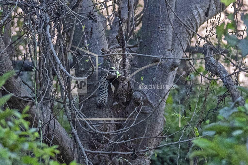 Rafiq Maqbool A leopard cub sits on a tree in Aarey colony, which borders the south end of Sanjay Gandhi National Park, in Mumbai, India, Thursday, April 7, 2022. Los Angeles and Mumbai, India are the world’s only megacities of 10 million-plus where large felines breed, hunt and maintain territory within urban boundaries. Long-term studies in both cities have examined how the big cats prowl through their urban jungles, and how people can best live alongside them. (AP Photo/Rafiq Maqbool)