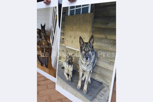 Hunter who killed pet dogs says he thought they were co... - Vimarsana News