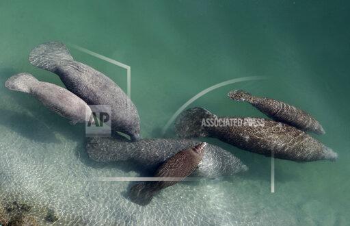 In this Dec. 28, 2010, file photo, a group of manatees are in a canal where discharge from a nearby Florida Power & Light plant warms the water in Fort Lauderdale, Fla. Florida is experiencing an unprecedented die-off of manatees this year, with 959 documented deaths as of mid-October. (AP Photo/Lynne Sladky, File)