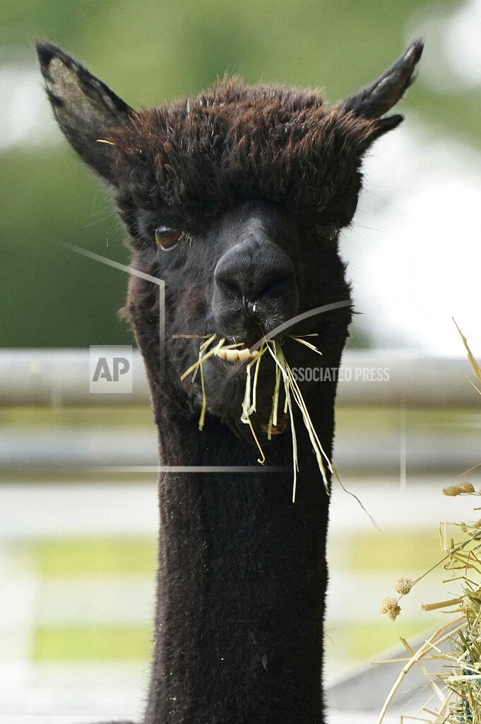 Andrew Matthews Geronimo the alpaca at Shepherds Close Farm in Wooton Under Edge village in England, Friday Aug. 27, 2021. Geronimo has twice tested positive for bovine tuberculosis and the government Department for Environment, Food and Rural Affairs (Defra) has ordered Geronimo to be destroyed, but owner Helen Macdonald believes the tests are returning false positives. (Andrew Matthews/PA via AP)