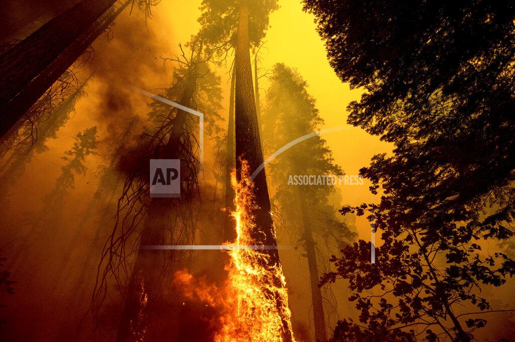 Noah Berger FILE - In this Sunday, Sept. 19, 2021, file photo, flames burn up a giant tree as part of the Windy Fire in the Trail of 100 Giants grove in Sequoia National Forest, Calif. California firefighters battled fast-growing forest fires threatening giant sequoias and small communities in the Sierra Nevada on Monday, Sept. 27, and worked to fully surround a suspected arson wildfire that destroyed homes the week before. More than 2,000 firefighters were on the lines of the Windy Fire burning on the Tule River Indian Reservation and in Sequoia National Forest, including Giant Sequoia National Monument. (AP Photo/Noah Berger, File)