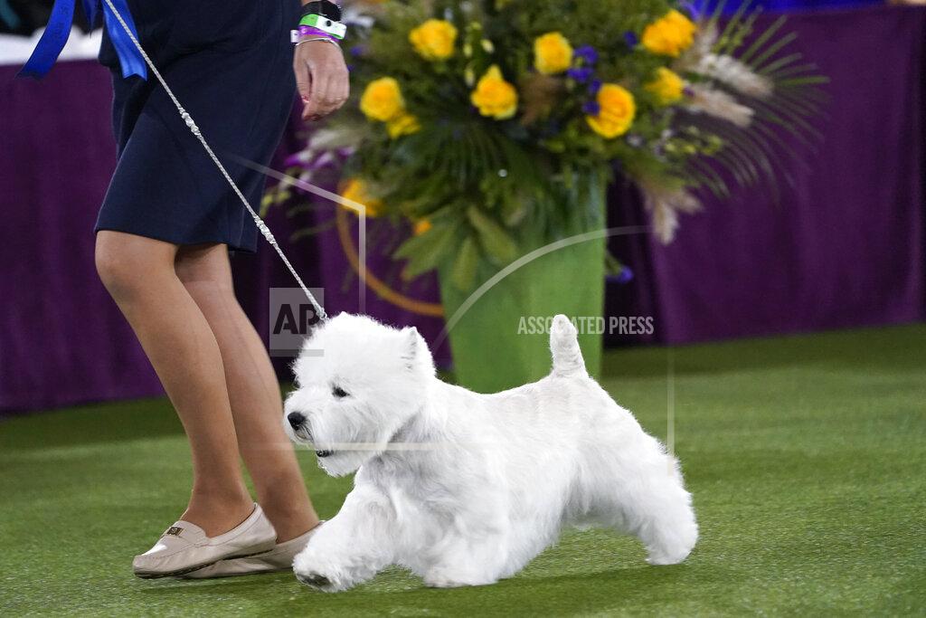 A West Highland white terrier named Boy leaves the ring after taking placing first in the terrier group at the Westminster Kennel Club dog show, Sunday, June 13, 2021, in Tarrytown, N.Y. (AP Photo/Kathy Willens)
