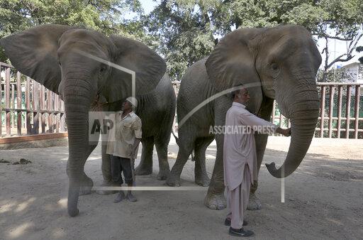 Pakistani zookeepers take care of elephants, which were examined by veterinarians from the global animal welfare group, Four Paws, at Karachi Zoo, in Karachi, Pakistan, Tuesday, Nov. 30, 2021. The head of the team of vets on Tuesday called for urgent medical care for a pair of elephants in Pakistan's port city of Karachi. (AP Photo/Fareed Khan)