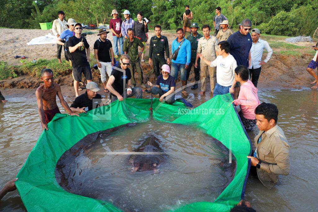 Chhut Chheana In this photo provided by Wonders of the Mekong taken on June 14, 2022, a team of Cambodian and American scientists and researchers, along with Fisheries Administration officials prepare to release a giant freshwater stingray back into the Mekong River in the northeastern province of Stung Treng, Cambodia. A local fisherman caught the 661-pound (300-kilogram) stingray, which set the record for the world's largest known freshwater fish and earned him a $600 reward. (Chhut Chheana/Wonders of the Mekong via AP)