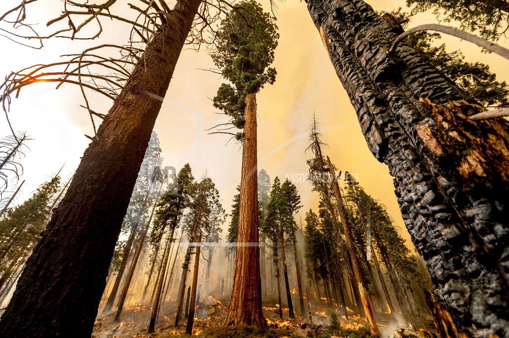Noah Berger A tree stands in the Trail of 100 Giants grove as flames from the Windy Fire burn behind in Sequoia National Forest, Calif., on Sunday, Sept. 19, 2021. (AP Photo/Noah Berger)