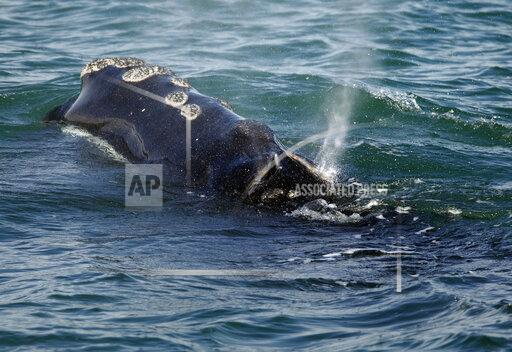 FILE - A North Atlantic right whale feeds on the surface of Cape Cod bay off the coast of Plymouth, Mass., March 28, 2018. A federal appeals court on Tuesday, Nov. 16, 2021, reinstated protections for endangered right whales in waters off New England. (AP Photo/Michael Dwyer, File)