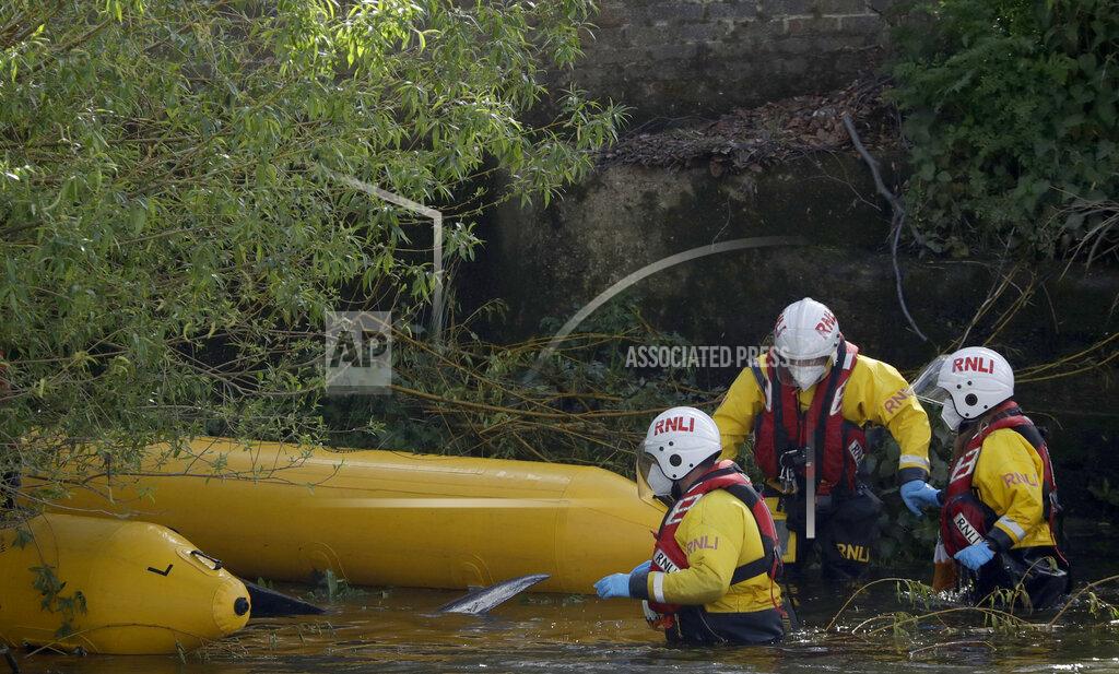 Matt Dunham A young Minke whale is corralled by emergency rescue workers near Teddington Lock, in London, Monday, May 10, 2021. A Port of London Authority spokesperson said a whale had never been seen this far up the Thames before, 95 miles from its mouth. He says "it's like seeing a camel at the North Pole." The whale had been freed on Sunday after it became stuck on Richmond lock's boat rollers but has remained in the Thames. (AP Photo/Matt Dunham)