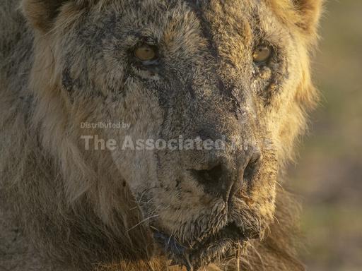 In Kenya, lions are speared to death as human-wildlife... - Vimarsana News