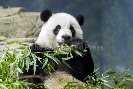 Panda Diplomacy: The departure of DC's beloved pandas m... - Vimarsana News