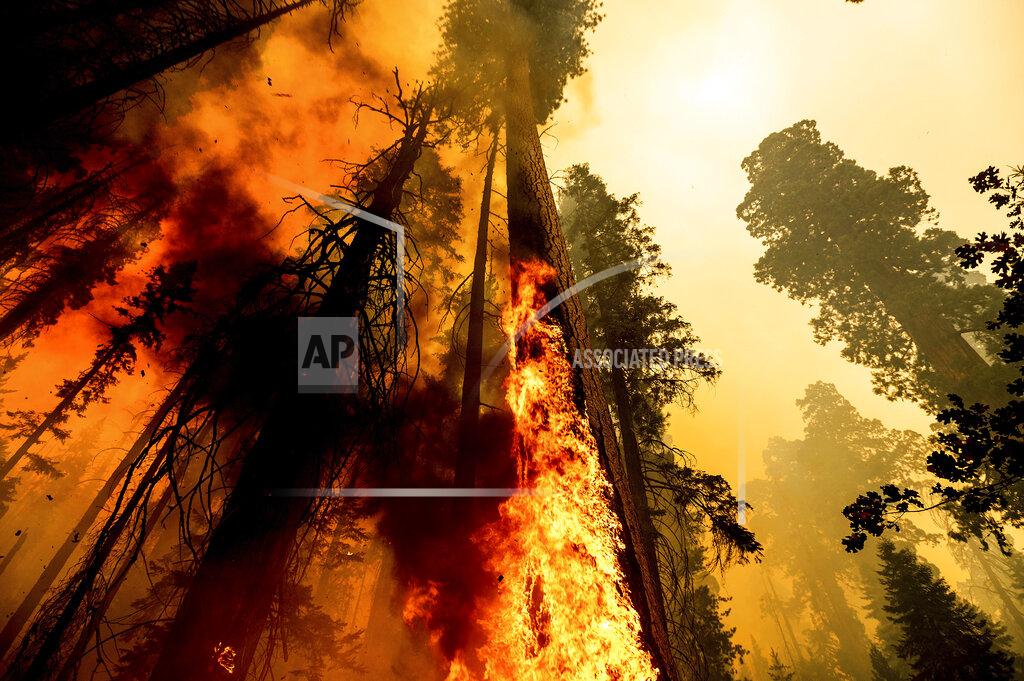 Noah Berger Flames lick up a tree as the Windy Fire burns in the Trail of 100 Giants grove in Sequoia National Forest, Calif., on Sunday, Sept. 19, 2021. (AP Photo/Noah Berger)