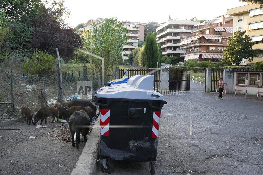 Gregorio Borgia Wild boars eat garbages near trash bins in Rome, Friday, Sept. 24, 2021. They have become a daily sight in Rome, families of wild boars trotting down the city streets, sticking their snouts in the garbage looking for food. Rome's overflowing rubbish bins have been a magnet for the families of boars who emerge from the extensive parks surrounding the city to roam the streets scavenging for food. (AP Photo/Gregorio Borgia)