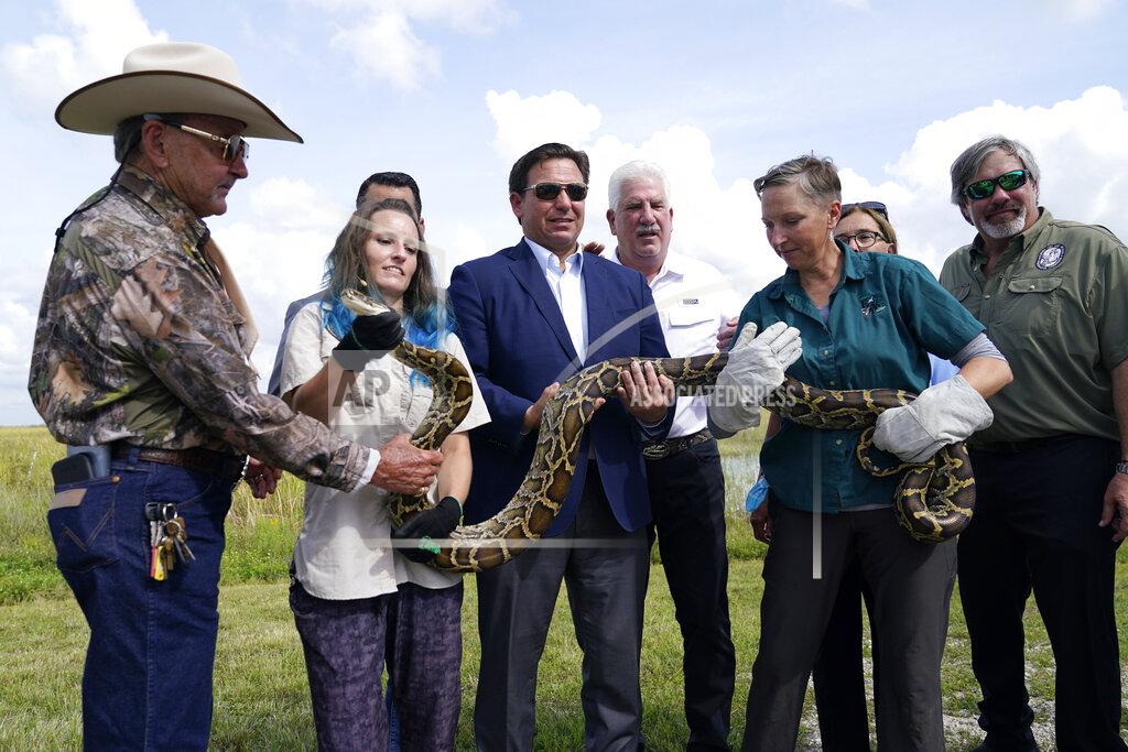 Lynne Sladky Florida Gov. Ron DeSantis, center, holds a Burmese python at a media event, Thursday, June 16, 2022, where he announced that registration for the 2022 Florida Python Challenge has opened for the annual 10-day event to be held Aug 5-14, , in Miami. The Python Challenge is intended to engage the public in participating in Everglades conservation through invasive species removal of the Burmese python. Also pictured are Ron Bergeron, left, McKayla Spencer, second from left, Rodney Barreto, third from right, and Jan Fore, second from right. (AP Photo/Lynne Sladky)
