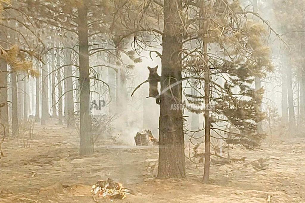 Bryan Daniels In this photo provided by the Bootleg Fire Incident Command, a bear cub clings to a tree after being spotted by a safety officer at the Bootleg Fire in southern Oregon, Sunday, July 18, 2021. As more fire personnel moved into the area, the cub scurried down the tree trunk and later left after being offered water. (Bryan Daniels/Bootleg Fire Incident Command via AP)