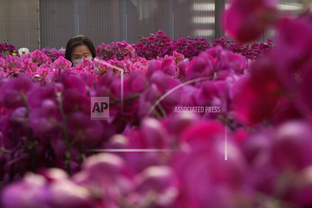 Kin Cheung A woman wearing a face mask to protect against the spread of the coronavirus, looks at pots of Phalaenopsis orchids at one of Hong Kong's largest orchid farms located at Hong Kong's rural New Territories on Jan. 14, 2021. The Lunar New Year holiday is usually a busy period for flower farms in Hong Kong, which gear up to sell plum blossoms, orchids and daffodils at flower markets during the festive season. But the pandemic and restrictions on such festive markets this year has taken a toll on many farms, who worry that they may be left with an oversupply of flowers. (AP Photo/Kin Cheung)