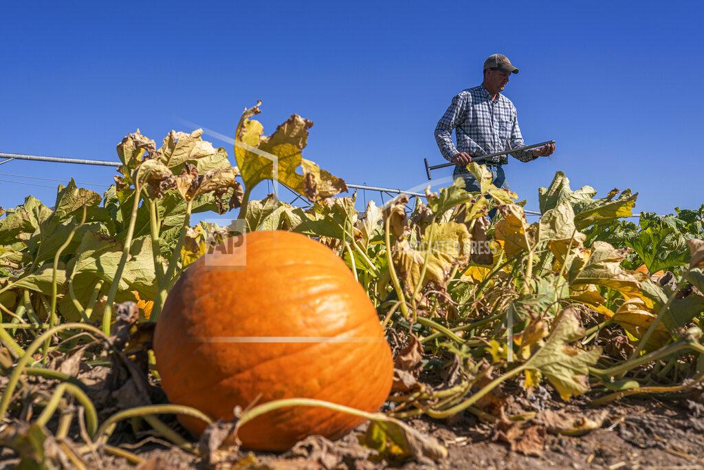 Nathan Howard Matt Lisignoli takes a moisture sample from the soil of his pumpkin field in the North Unit Irrigation District on Wednesday, Sept. 1, 2021, near Culver, Ore. He purchased emergency water from a vineyard for $2,700, but water in that district ran out last month. He hasn't watered 16 acres of pumpkins in weeks and hopes they will survive for Halloween sales. (AP Photo/Nathan Howard)