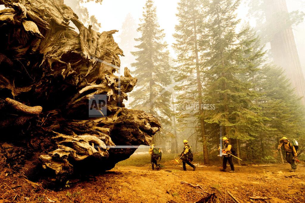 Noah Berger Firefighters battle the Windy Fire as it burns in the Trail of 100 Giants grove of Sequoia National Forest, Calif., on Sunday, Sept. 19, 2021. (AP Photo/Noah Berger)