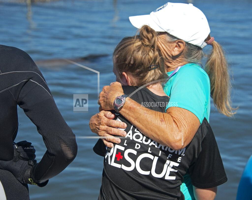 Andy Newman In this photo provided by the Florida Keys News Bureau, Sarah Zigmond, left, of the Texas State Aquarium Wildlife Rescue Center, and Linda Erb of Dolphin Research Center hug as they watch Ranger adapt to his new home at DRC Thursday, May 12, 2022, in Marathon, Fla. The male was flown March 25, to the Florida Keys from the Texas State Aquarium Wildlife Rescue Center after being rescued in June 2021 from Goose Island State Park in Texas, suffering from a respiratory infection and dehydration following his mother's death. Because the dolphin can't be released, National Marine Fisheries Service chose DRC to be his forever home. (Andy Newman/Florida Keys News Bureau via AP)