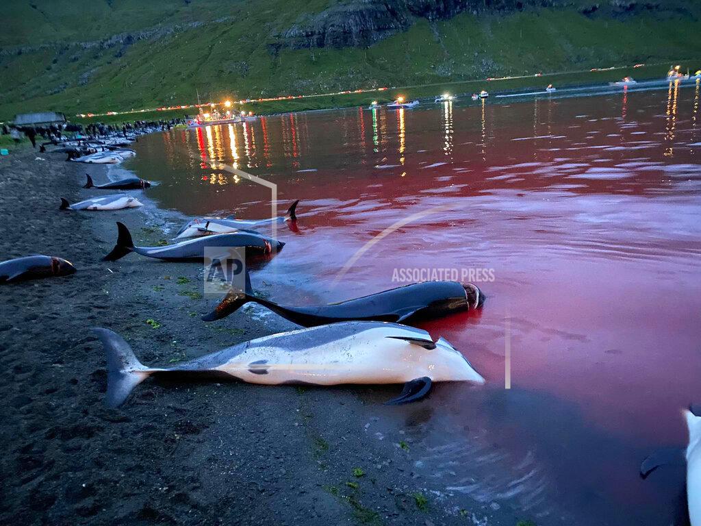 Uncredited In this image released by Sea Shepherd Conservation Society the carcasses of dead white-sided dolphins lay on a beach after being pulled from the blood-stained water on the island of Eysturoy which is part of the Faeroe Islands Sunday Sept. 12, 2021. The dolphins were part of a slaughter of 1,428 white-sided dolphins that is part of a four-century-old traditional drive of sea mammals into shallow water where they are killed for their meat and blubber. The hunt in the North Atlantic islands is not commercial and is authorized, but environmental activists claim it is cruel. (Sea Shepherd via AP)