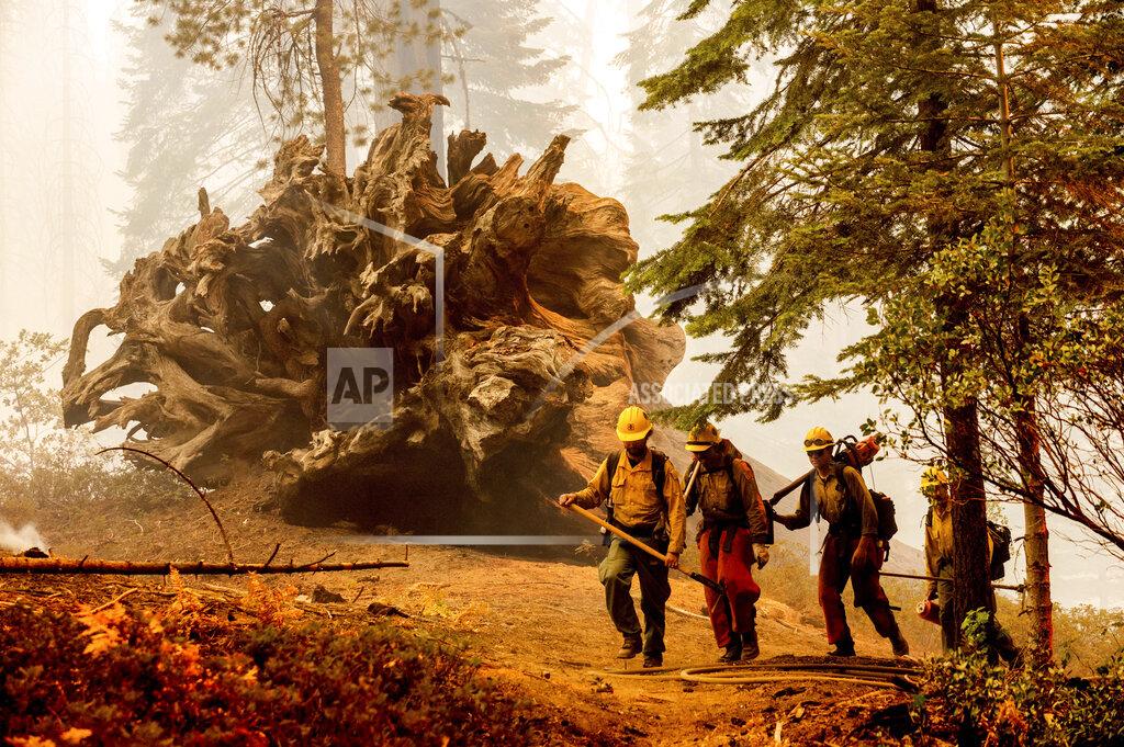 Noah Berger Firefighters battle the Windy Fire as it burns in the Trail of 100 Giants grove of Sequoia National Forest, Calif., on Sunday, Sept. 19, 2021. (AP Photo/Noah Berger)