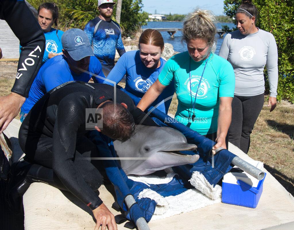 Andy Newman In this photo provided by the Florida Keys News Bureau, Dolphin Research Center staff transfer Ranger, a juvenile bottlenose dolphin, from a medical pool to one of the facility's Florida Bay-fed lagoons Thursday, May 12, 2022, in Marathon, Fla. The male was flown March 25, to the Florida Keys from the Texas State Aquarium Wildlife Rescue Center after being rescued in June 2021 from Goose Island State Park in Texas, suffering from a respiratory infection and dehydration following his mother's death. Because the dolphin can't be released, National Marine Fisheries Service chose DRC to be his forever home. (Andy Newman/Florida Keys News Bureau via AP)