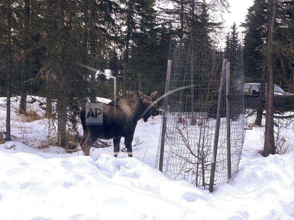 Capt. Josh Thompson In this image provided by Central Emergency Services for the Kenai Peninsula Borough, a moose is shown Sunday, Nov. 20, 2022, returning to the wild after it had been rescued following a fall through a window well into a home in Soldotna, Alaska. The moose was tranquilized and removed from the house on a stretcher, revived and set free. (Capt. Josh Thompson/Central Emergency Services via AP)