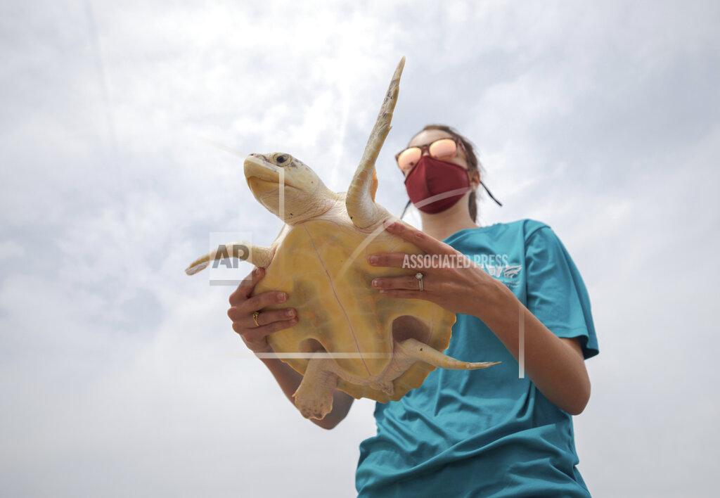 David Grunfeld Audubon's Coastal Wildlife Network Rescue, and Rehab Coordinator Gabriella Harlamert holds a Kemp's Ridley sea turtle being it is released into the Gulf of Mexico from the Grand Isle, La. beach Monday, March 15, 2021. Audubon's Coastal Wildlife Network rehabilitated 19 cold-stunned Kemp's Ridley sea turtles after a deep arctic airmass along the New England coast in November 2020 threatened to kill the turtles. (David Grunfeld/The Advocate via AP)