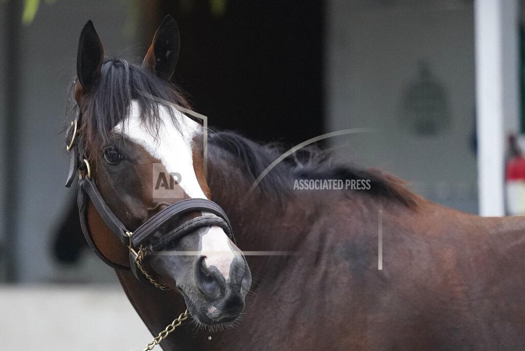 Darron Cummings Kentucky Derby entry Tiz the Law gets a bath following a workout at Churchill Downs, Wednesday, Sept. 2, 2020, in Louisville, Ky. The 146th running of the Kentucky Derby is scheduled for Saturday, Sept. 5. (AP Photo/Darron Cummings)