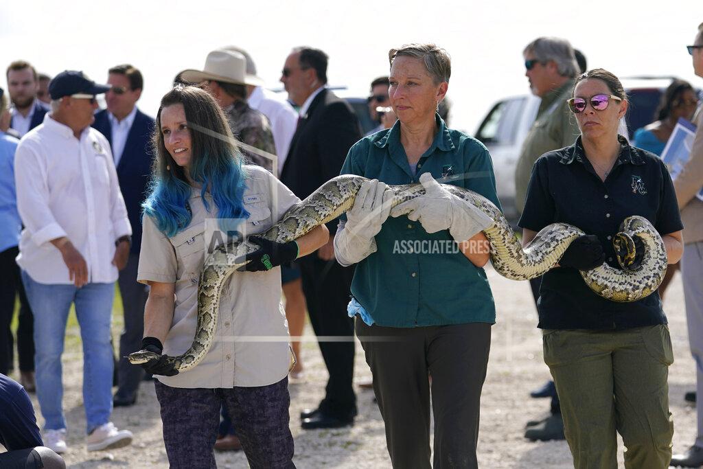Lynne Sladky McKayla Spencer, left, Jan Fore, center, and Sarah Funck, right, all of the Florida Fish and Wildlife Conservation Commission (FWC), carry a Burmese python at a media event where Florida Gov. Ron DeSantis announced that registration for the 2022 Florida Python Challenge has opened for the annual 10-day event to be held Aug 5-14, Thursday, June 16, 2022, in Miami. The Python Challenge is intended to engage the public in participating in Everglades conservation through invasive species removal of the Burmese python. (AP Photo/Lynne Sladky)