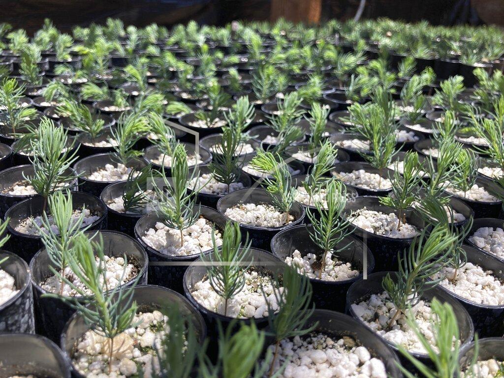 Susan Montoya Bryan This May 18, 2022 image shows hundreds of rescued ponderosa pine seedlings at a greenhouse in Santa Fe, N.M. A team with New Mexico State University's Forestry Research Center in Mora, New Mexico, evacuated an invaluable collection of seeds and seedlings as the largest fire burning in the U.S. approached the facility. (AP Photo/Susan Montoya Bryan)