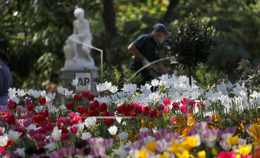 Frank Augstein A gardener works in a park in London, Wednesday April 22, 2020, as the lockdown in Britain continues due to the coronvirus pandemic. (AP Photo/Frank Augstein)