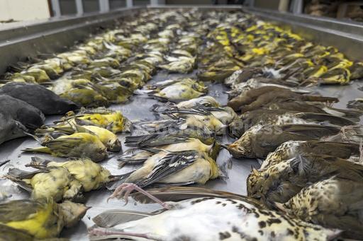Nearly 1,000 migrating songbirds perish after crashing... - Vimarsana News