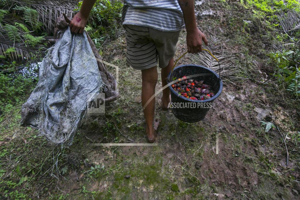 Binsar Bakkara A little girl carries a bucket of palm oil fruit she collected on a plantation in Sumatra, Indonesia, Nov. 13, 2017. Workers who fail to meet impossibly high quotas can see their wages reduced, forcing entire families into the fields to make the daily number. (AP Photo/Binsar Bakkara)