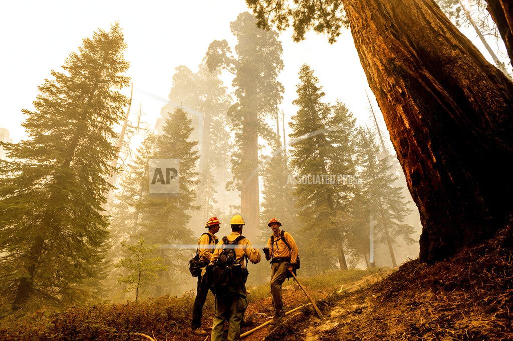 Noah Berger Firefighters discuss tactics while battling the Windy Fire burning in the Trail of 100 Giants grove of Sequoia National Forest, Calif., on Sunday, Sept. 19, 2021. Flames scorched at least two sequoia trees as firefighters worked to defend the grove. (AP Photo/Noah Berger)