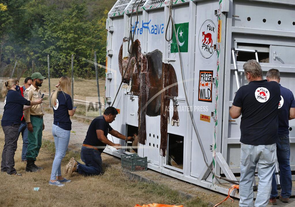 Anjum Naveed Dr. Amir Khalil, center, a veterinarian from Four Paws an international animal welfare organization, feeds an elephant named Kaavan loaded in a crate before he is transported to a sanctuary in Cambodia, at the Marghazar Zoo in Islamabad, Pakistan, Sunday, Nov. 29, 2020. Kavaan, the world's loneliest elephant, became a cause celebre in part because America's iconic singer and actress Cher joined the battle to save him from his desperate conditions at the zoo. (AP Photo/Anjum Naveed)