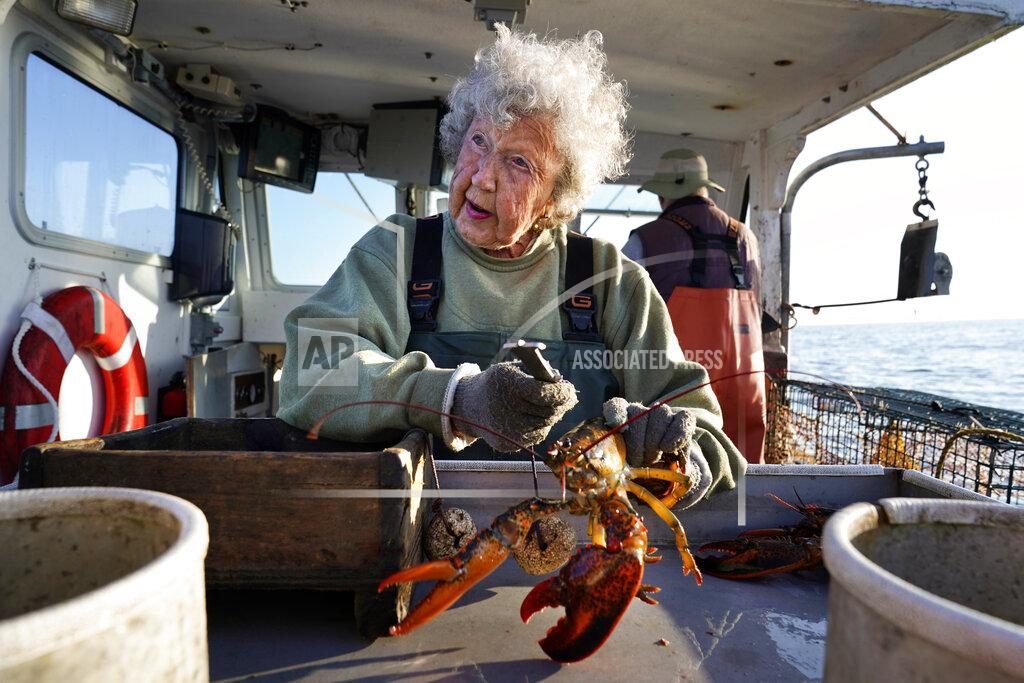 Robert F. Bukaty Virginia Oliver, age 101, works as a sternman, measuring and banding lobsters on her son Max Oliver's boat, Tuesday, Aug. 31, 2021, off Rockland, Maine. The state's oldest lobster harvester has been doing it since before the onset of the Great Depression. (AP Photo/Robert F. Bukaty)