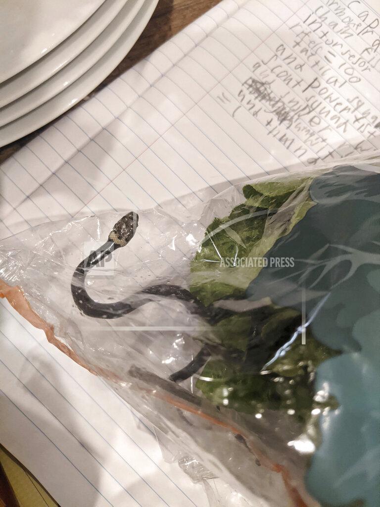 Alex White In this photo provided by Alex White, a Pale-headed snake is photographed in a bag of lettuce in Sydney, Monday, April 12, 2021. White thought he was watching a huge worm writhing in plastic-wrapped lettuce he'd just brought home from a Sydney supermarket, until a snake tongue flicked. (Alex White via AP)