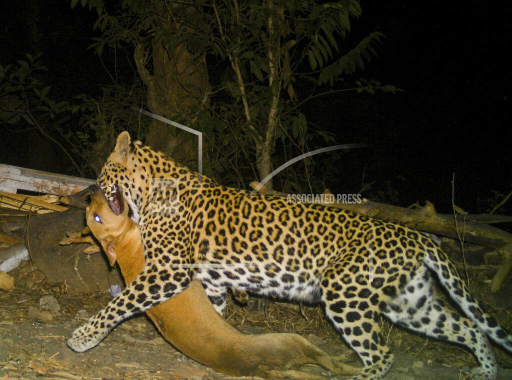 Uncredited A leopard is seen walking away with its kill a dog from Aarey colony near Sanjay Gandhi National Park over looking Mumbai city, India, May, 26, 2017. Los Angeles and Mumbai, India are the world’s only megacities of 10 million-plus where large felines breed, hunt and maintain territory within urban boundaries. Long-term studies in both cities have examined how the big cats prowl through their urban jungles, and how people can best live alongside them. ( Nikit Surve, Wildlife Conservation Society – India/ Sanjay Gandhi National Park via AP)