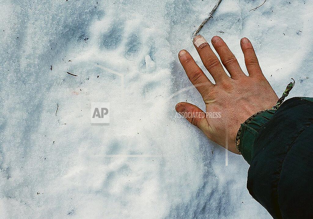 Erik Stevens This Feb. 13, 2021 photo provided by Erik Stevens shows a bear track in the Alaska in the backcountry near where resident Shannon Stevens was bit by a bear in an outhouse. Stevens was using an outhouse in the backcountry and she was attacked by a bear, from below.(Erik Stevens via AP)