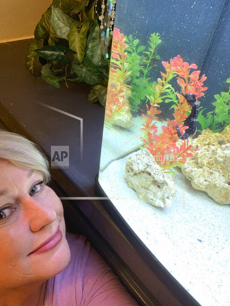 Carol Benge Carol Benge poses next to her home aquarium with her seahorse Louie, Tuesday, Nov. 24, 2020 in Chiefland, Fla. In September, Benge noticed that the seahorse was having trouble swimming. She took him to the University of Florida veterinary school where they diagnosed the problem. He was put in a hyperbaric chamber, and with one treatment, Louie was cured. (Carol Benge via AP)