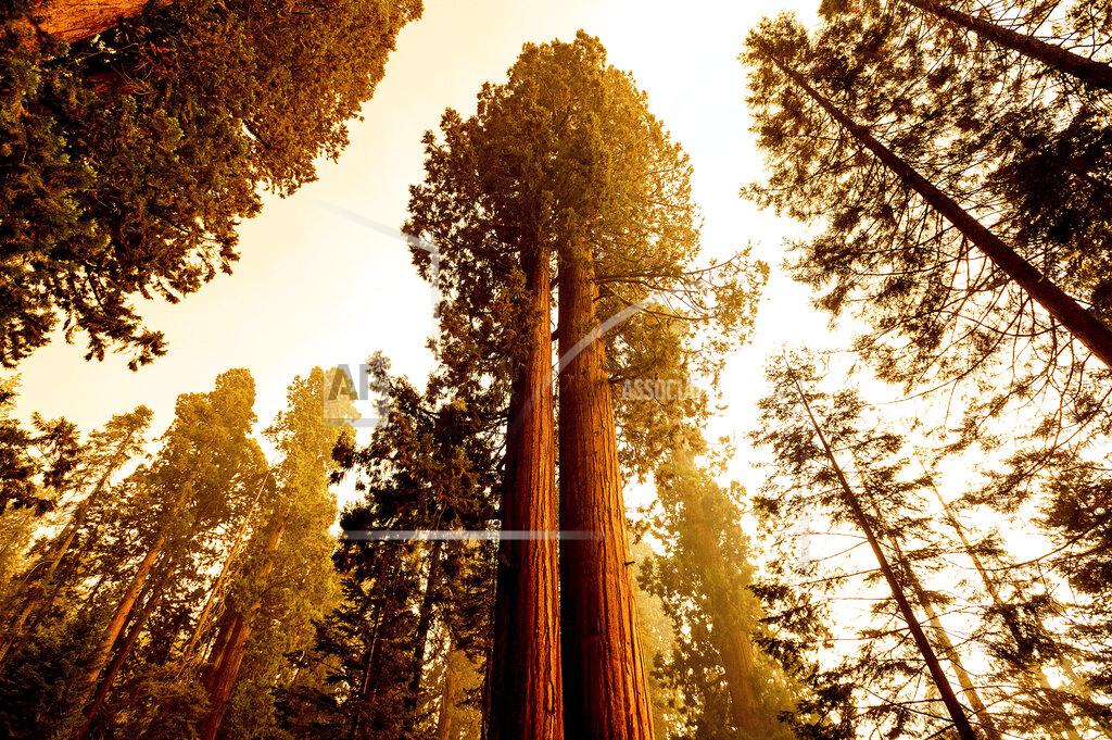 Noah Berger Sequoia trees stand in Lost Grove along Generals Highway as the KNP Complex Fire burns about 15 miles away on Friday, Sept. 17, 2021, in Sequoia National Park, Calif. (AP Photo/Noah Berger)