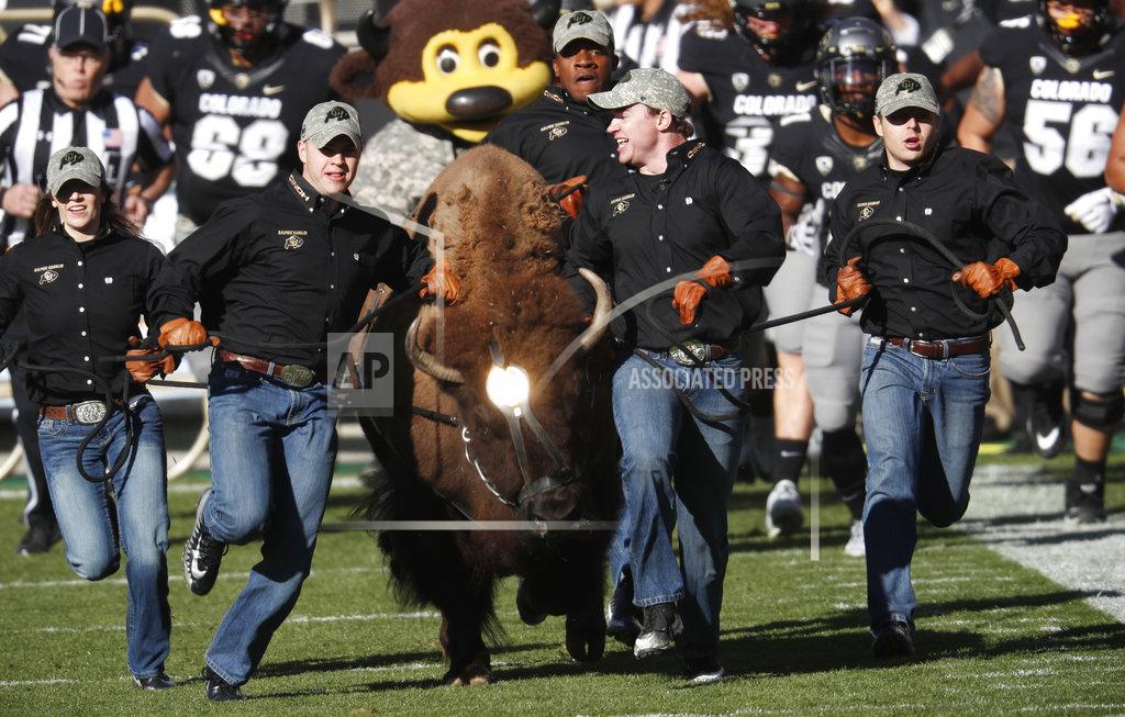 David Zalubowski Handlers guide Ralphie, Colorado's mascot, in the animal's ceremonial run to lead players on to the field to face Washington State in the first half of an NCAA college football game Saturday, Nov. 10, 2018, in Boulder, Colo. (AP Photo/David Zalubowski)