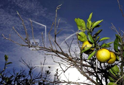 FILE - Oranges ripen in a grove in Wednesday, Dec. 11, 2013, in Plant City, Fla. Sixteen years after their legal battle began, around 18,000 homeowners in central Florida area will be paid over $42 million collectively by Florida’s agriculture agency for destroying their citrus trees during a state effort to eradicate a harmful citrus disease. (AP Photo/Chris O'Meara, File)