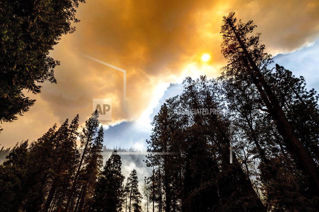 Noah Berger Smoke rises above trees as the Windy Fire burns in Sequoia National Forest, Calif., on Sunday, Sept. 19, 2021. (AP Photo/Noah Berger)