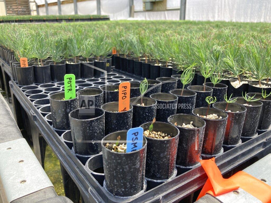 Susan Montoya Bryan This May 18, 2022 image shows several labeled seedlings that were planted by U.S. Sen. Martin Heinrich, D-N.M., after they were relocated to a greenhouse in Santa Fe, N.M.. The seedlings were among tens of thousands rescued from New Mexico State University's Forestry Research Center in Mora, New Mexico, as the largest fire burning in the U.S. approached the facility. (AP Photo/Susan Montoya Bryan)