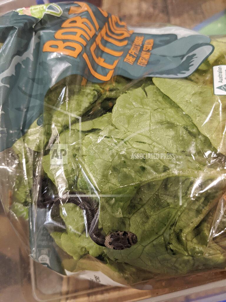 Alex White In this photo provided by Alex White, a Pale-headed snake is photographed in a bag of lettuce in Sydney, Monday, April 12, 2021. White thought he was watching a huge worm writhing in plastic-wrapped lettuce he'd just brought home from a Sydney supermarket, until a snake tongue flicked. (Alex White via AP)