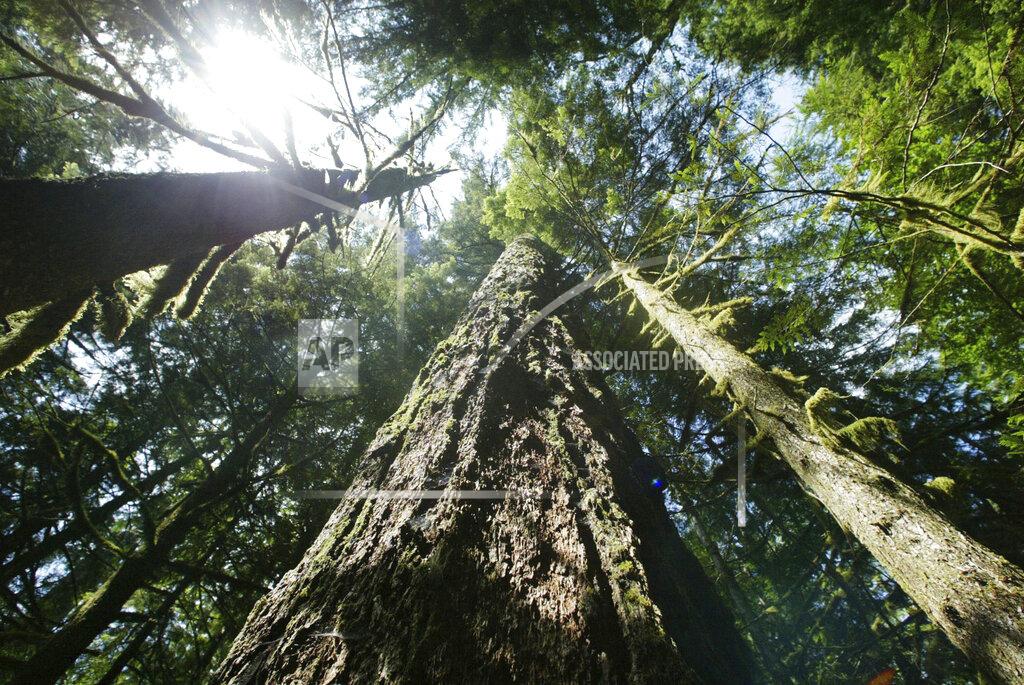 Rick Bowmer FILE - In this June 25, 2004 photo, old growth Douglas fir trees stand along the Salmon river Trail on the Mt. Hood National Forest outside Zigzag, Ore. President Joe Biden's recent order to protect the nation's oldest forests against wildfires and other problems that are devastating vast woodlands is raising a simple yet vexing question: When does a forest grow old? (AP Photo/Rick Bowmer, File)
