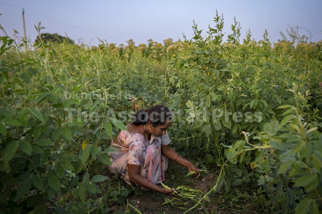 Farmers in India are hit hard by extreme weather. Some say expanding ...