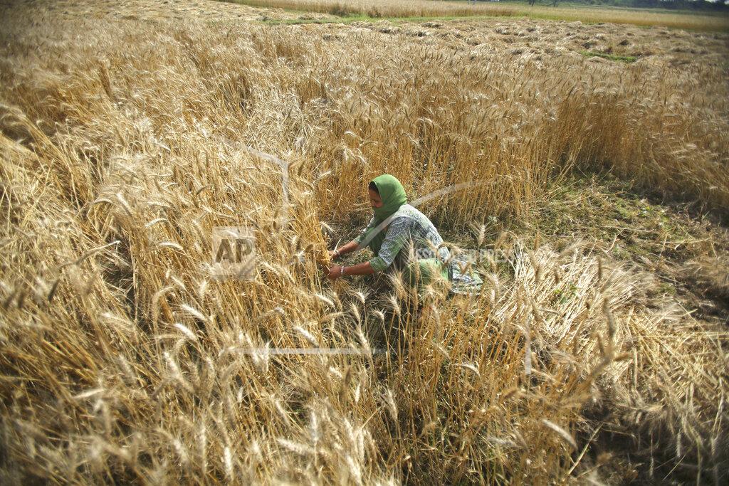 An Indian woman harvests wheat during lockdown on the outskirts of Jammu, India, Wednesday, April 22, 2020. As governments around the world try to slow the spread of the coronavirus, India has launched one of the most draconian social experiments in history, locking down its entire population, including an estimated 176 million people who struggle to survive on $1.90 a day or less. (AP Photo/ Channi Anand)