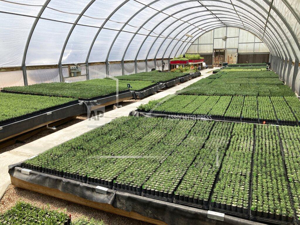 Susan Montoya Bryan This May 18, 2022 image shows tiny ponderosa pine, Douglas fir, aspen and other conifer seedlings at a greenhouse in Santa Fe, N.M. Tens of thousands of the seedlings and an invaluable seed bank recently were evacuated from New Mexico State University's Forestry Research Center in the mountain community of Mora as the largest wildfire burning in the U.S. approached the facility. (AP Photo/Susan Montoya Bryan)